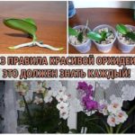 Основные ПРАВИЛА раскоршной ОРХИДЕИ