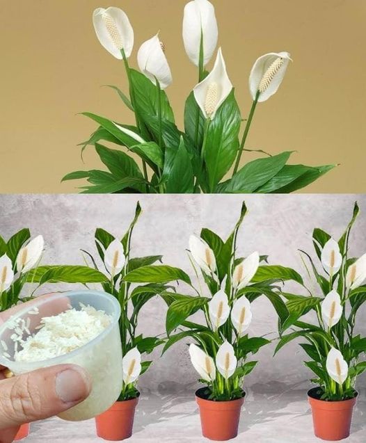 Cum să folosești bicarbonatul pentru a favoriza înflorirea plantelor tale